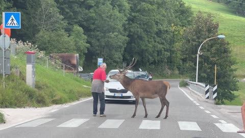 Man Coaxes Stag Through Crosswalk