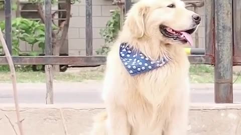 A Great Intelligent Dog Video Of 2023
