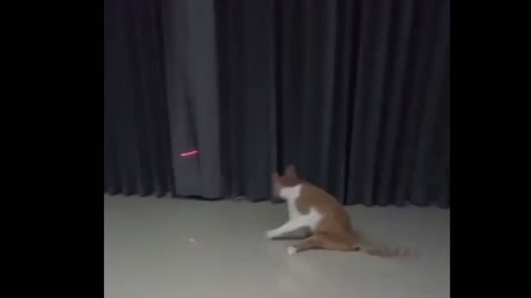 Cat playing with laser