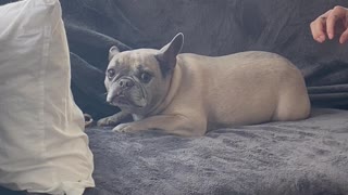 Frenchie Guarding Bone Makes Funny Sound