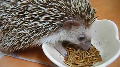 Hedgehog eat worm