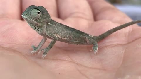 Young Chameleon