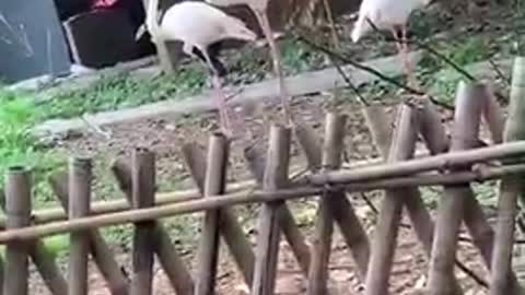 Three raised Flamingos