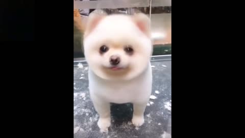 Cute pomerian :)