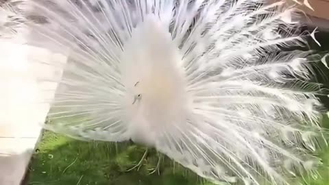 White peacock