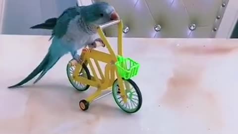 Super cute parrot•best cute video• vines best fun • funny video parrot•