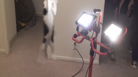 Cat goes crazy over moth