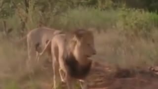 Fighting Between Lion vs Crocodile #shorts #wildlife