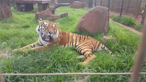 SIBERIAN TIGER - BIG TIGER - WALKING by Mocimboa da Praia اتجاهات الأخبار #shorts Mk Africa