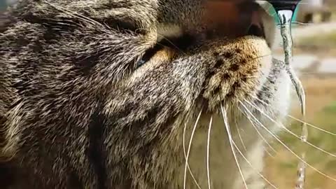 Cat drinks from garden pin