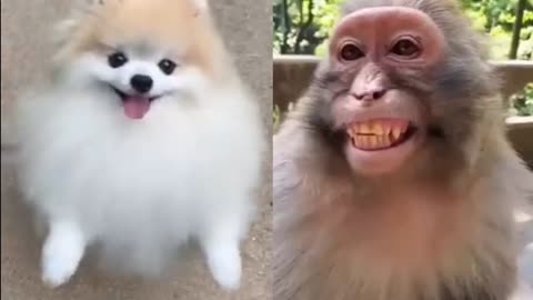 Dog the monkey ramanting mund