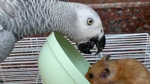 Peckish Parrot Flips Bowl on Hogging Hamster