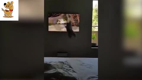 Super Cute Animal Videos