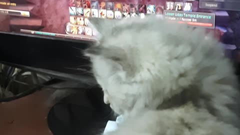 Carla Kitten Accompany Owner When He plays Aion Game