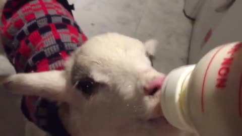 Sheep takes her bottle 2021