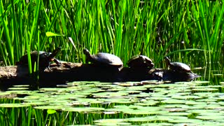 Painted Turtles