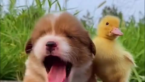 funny dog with a Duck-funny moment animal videos