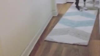 Black white dog caught messing with rug runs away and down stairs