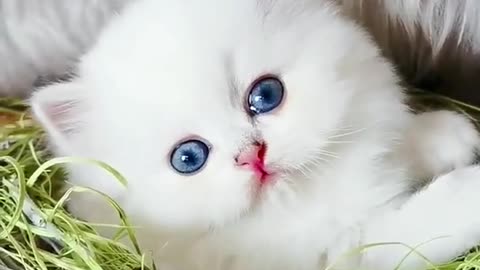 Lovely and Cute Cat Videos#Cutecat#Pets#Shorts