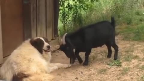 Angary Goat | VS Dog | Fight Scene