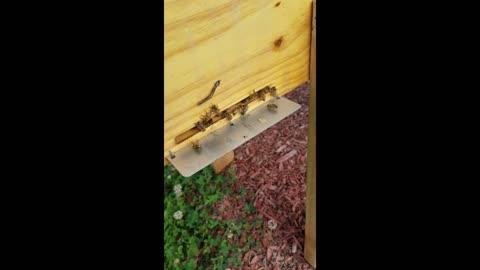 Random bee video 7.22.24