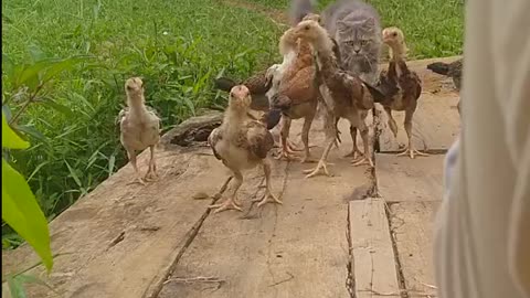 Ayam pada ketakutan sama kucing