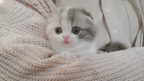 cute kitten videos short leg cat- KimsKennelUS123