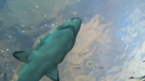 Footage Large Shark Passes Over