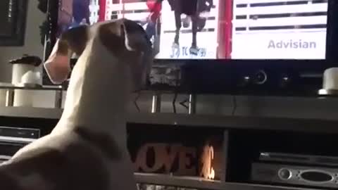 My dog wanting to be a rodeo bull