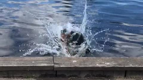 Cute Puppy goes swimming ! He enjoys a lot