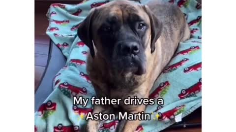CUTE DOGS TALKS ABOUT CARS