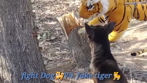 Wow Nice!!! Fake tiger prank Dog No run Try to stop Laugh 2021