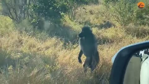 Leopard Fighting With Baboon Troop #shorts #shortvideo #video #virals #videoviral