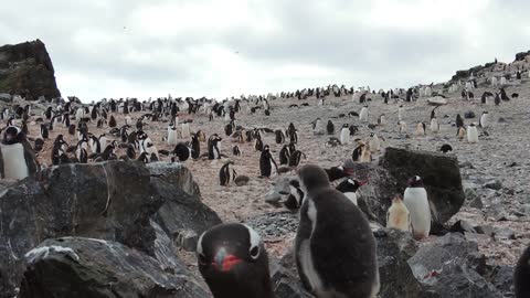 A vida na Antártica - Os pinguins - Sandra Freiberger-Affonso - Antártica ou Antártida
