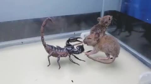 Scorpio vs rat who will win you will be amazed