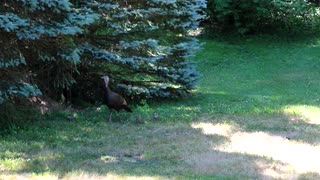 Backyard wildlife