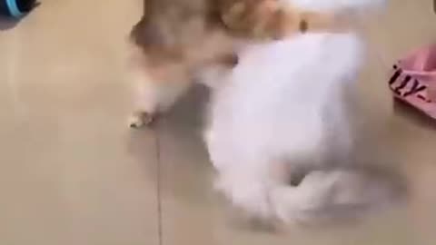 So funny cat,funny clip