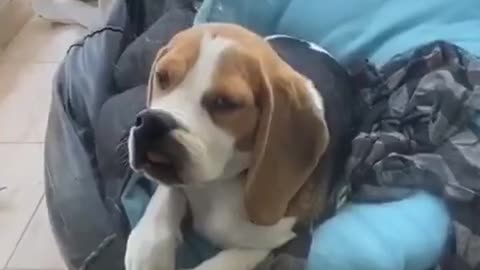 Beagle Waiting on Balcony Makes a Funny Face