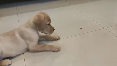 Training video puppy