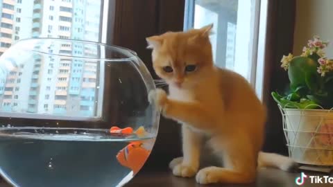 Cute and funny animals video 😘😘😘