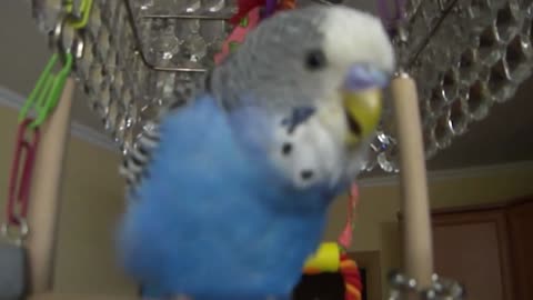 Budgerigar chirps into the camera