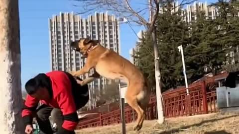 The Dog - Most Talented Heiniu Jumping