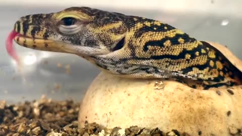 Komodo Dragon Hatchling Takes FIRST BREATH!