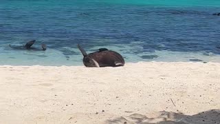 Lazy Seal Rolls Back To The Water