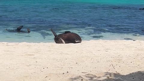 Lazy Seal Rolls Back To The Water