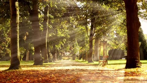 The Ultimate Piano Relaxation Experience + Forest .