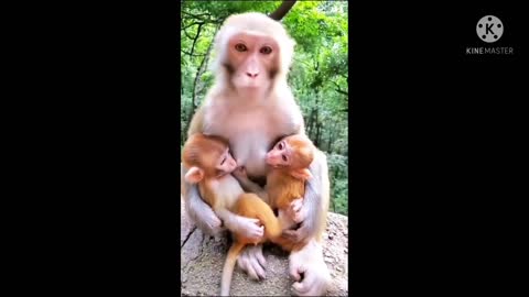 A mother's two dear children, poor monkey bayb