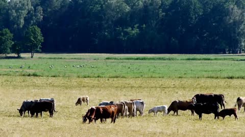 Cattles in the wild