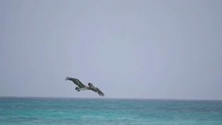 Seagull trying to steal fish from a pelican