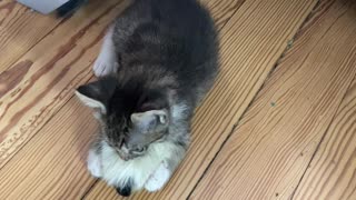 Little kitten tries to steal his sisters toy
